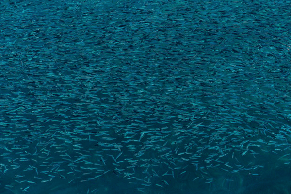 Alimentação: cuidado com os peixes criados em cativeiro!