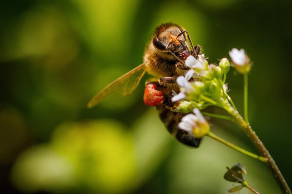 Própolis verde: melhor que os outros tipos de própolis?