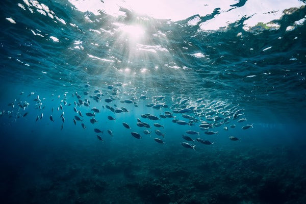 Produção sustentável de ômega 3: será que isso é possível?