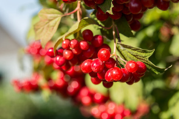 Conheça os benefícios da cranberry para a saúde