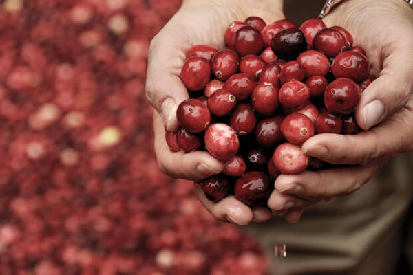 As maravilhas da cranberry para a nossa saúde