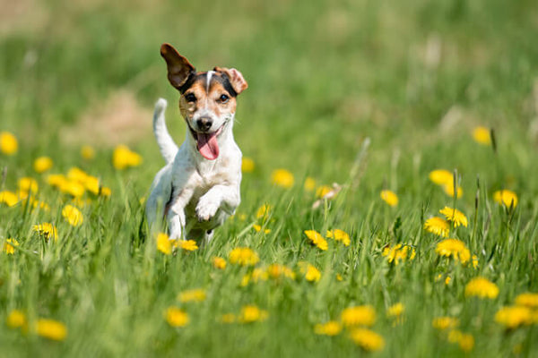 5 benefícios da linhaça para saúde de cachorros