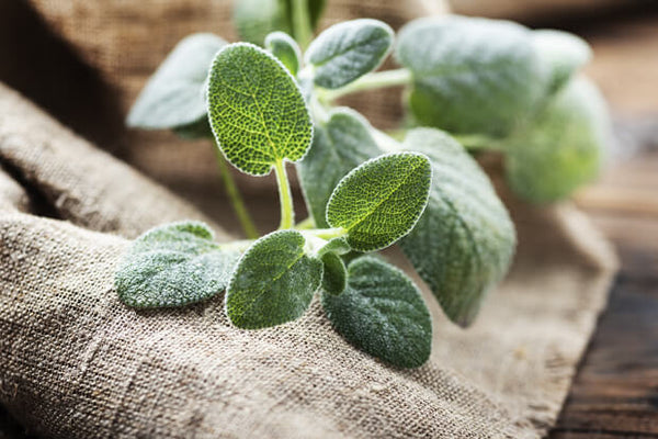 Sálvia: componentes e benefícios dessa planta medicinal