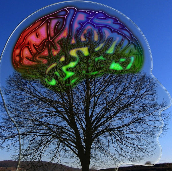 Você sabia que o cérebro é formado por 60% gordura?