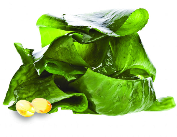 Não gosta de peixe? Existem outras fontes ricas em Ômega 3!