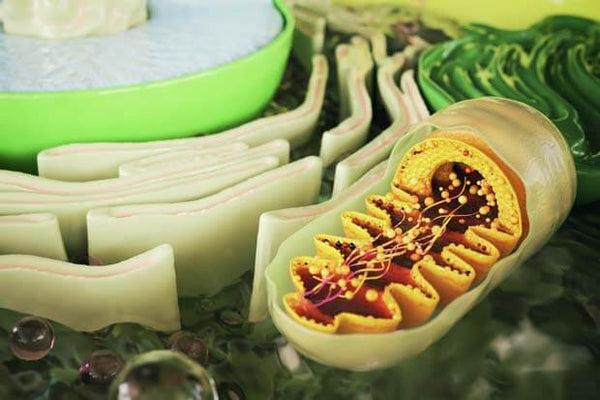 Mitocôndria: você conhece essa organela e a relação com a energia celular?