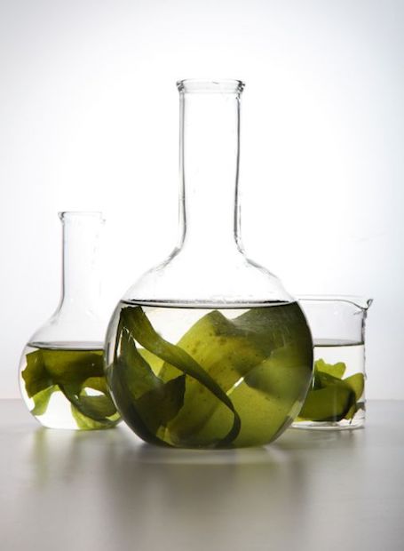 Ômega 3 de algas: conheça seus benefícios