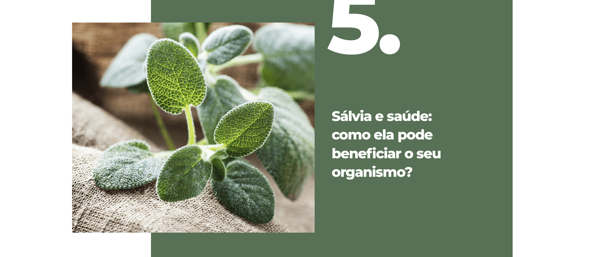 Sálvia e saúde: como ela pode beneficiar o seu organismo