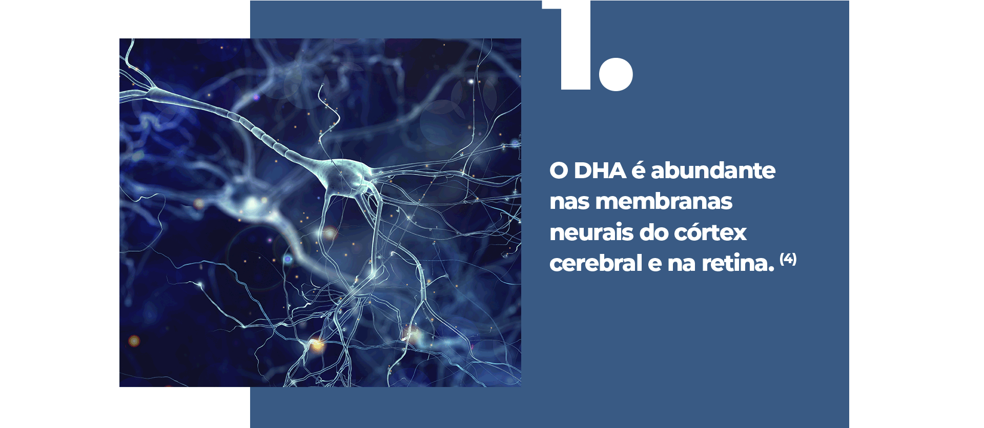 O DHA é abundante nas membranas neurais do córtex cerebral e na retina.